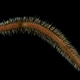 A new species of ragworm. (Image: David Shale)
